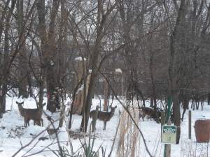 Deer:snow:compost
