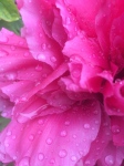 Peony:petals:raindrops#2